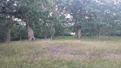 10590491_10152226647917765_8180709113665583240_n