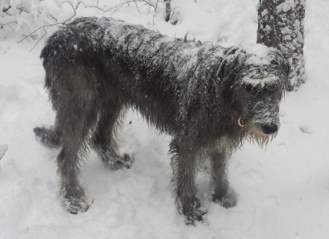 some need no extra fur